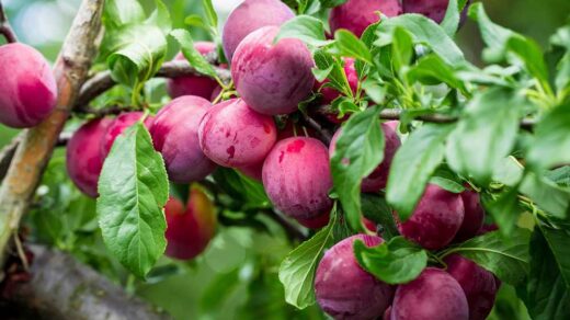Manfaat mengonsumsi buah plum buat tubuh
